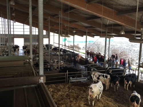 Tag 2 - Ein Blick vom Hofcafé der Familie Bürger Grebe in den Kuhstall