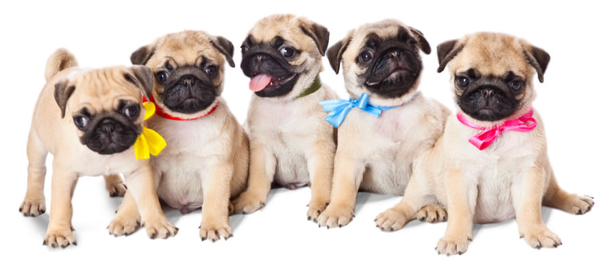 Pugs