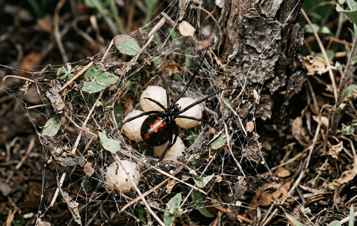 Black widow spider guarding egg sacs in a web—professional black widow control in Post Falls, ID.