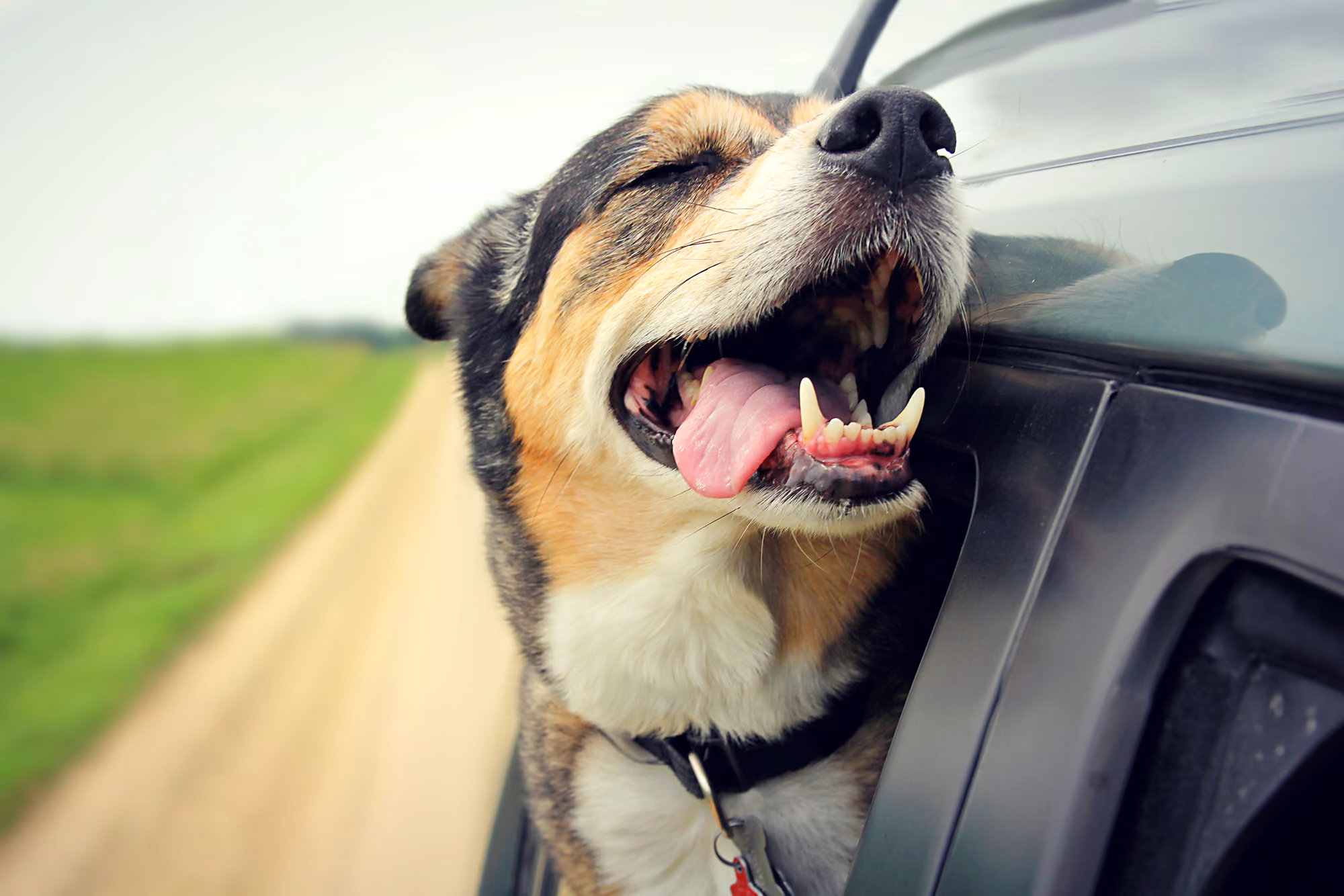 A dog hangs his head out of the window