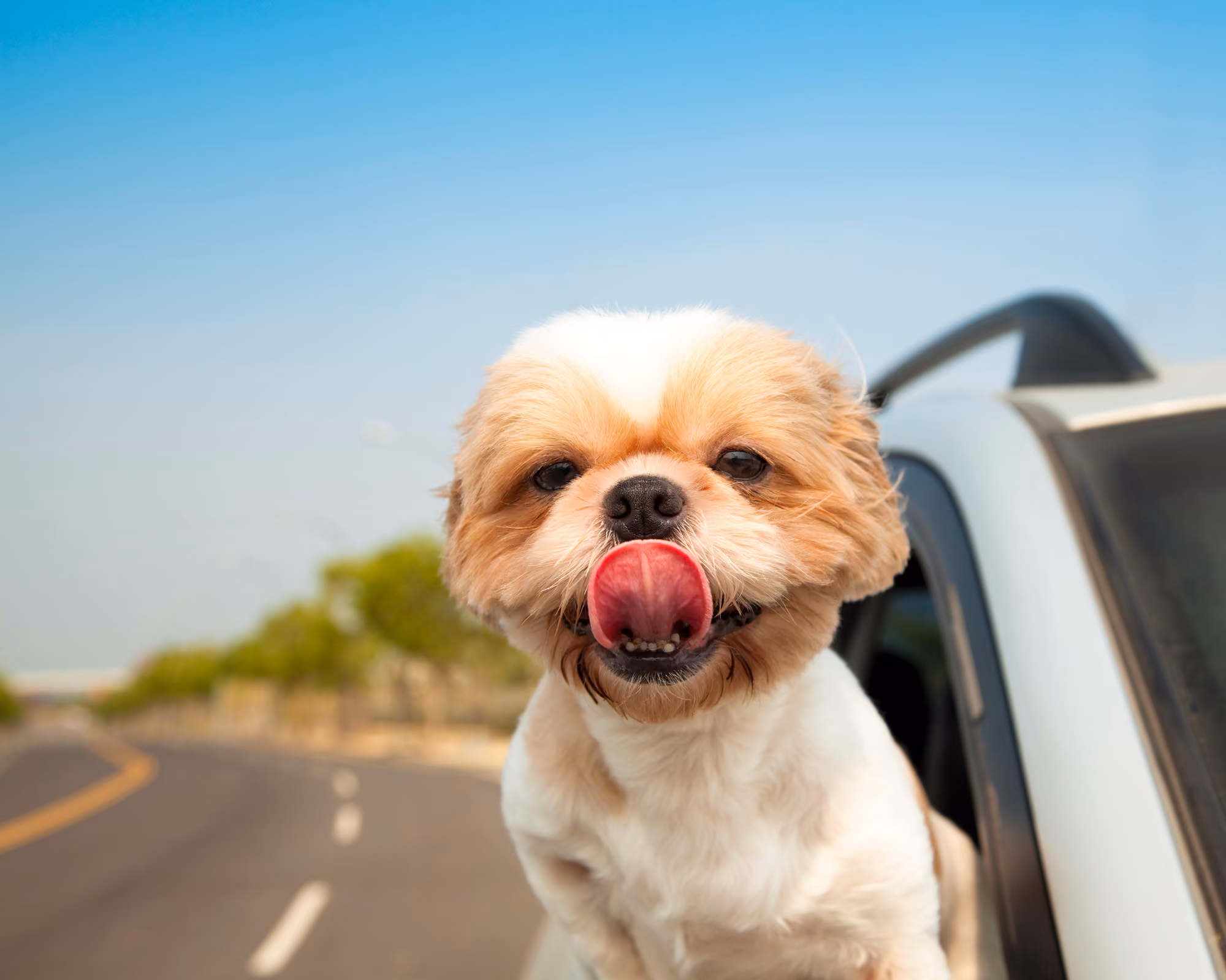 Dog sticks head out of car window
