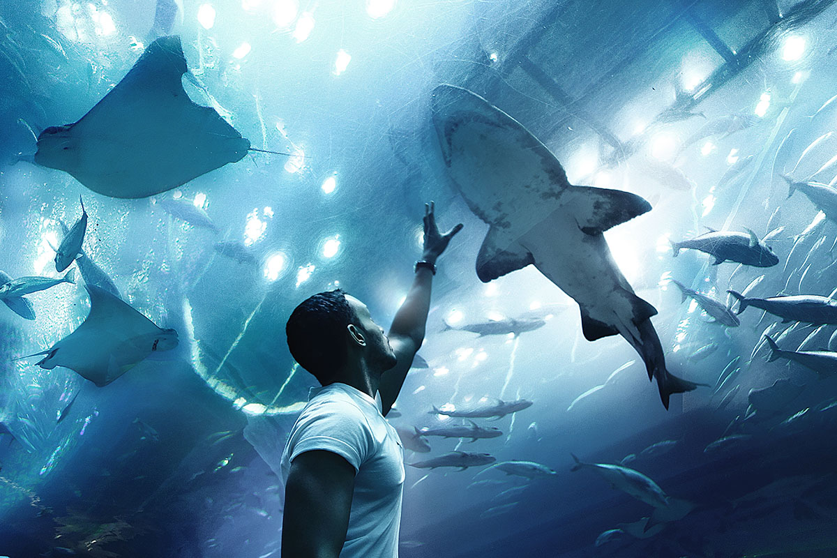 Man in a white t-shirt reaching up toward a shark while standing inside an aquarium tunnel surrounded by stingrays and schools of fish