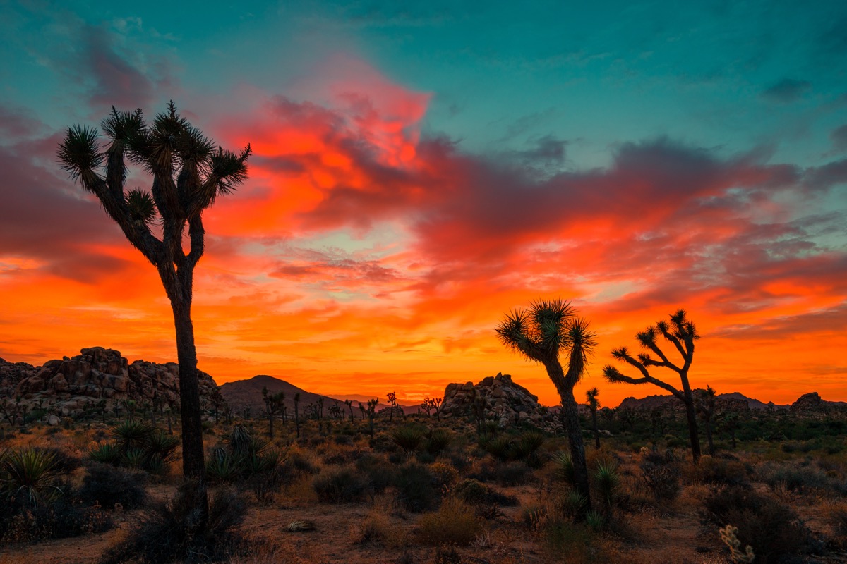 Joshua trees silhouetted against a vivid orange and teal sunset sky in Joshua Tree National Park desert