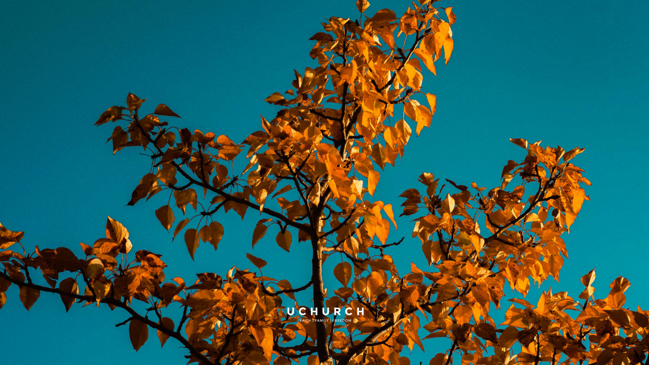 Something fresh from Israel + a Christmas date you’ll actually remember - Join us in person at Bowness @ 9:30AM