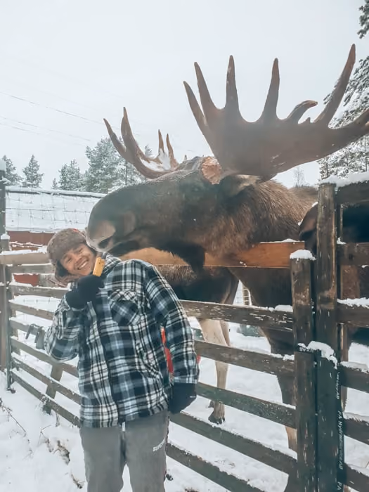 moose farm sweden