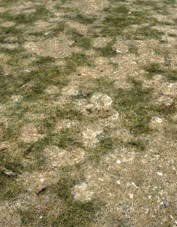 gray snow mold