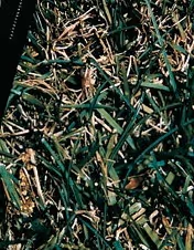 leaf spot / melting out lawn disease