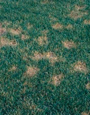 dollar spot