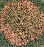 red thread and pink patch