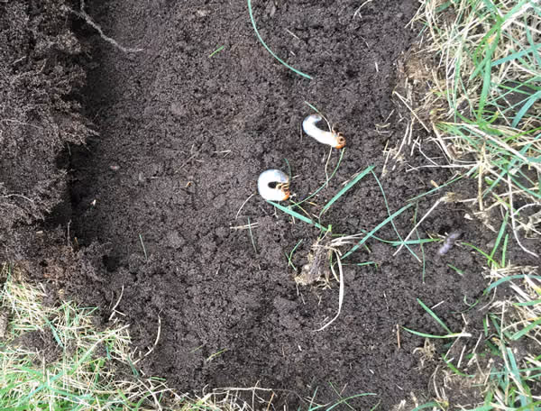 grub control in lawns