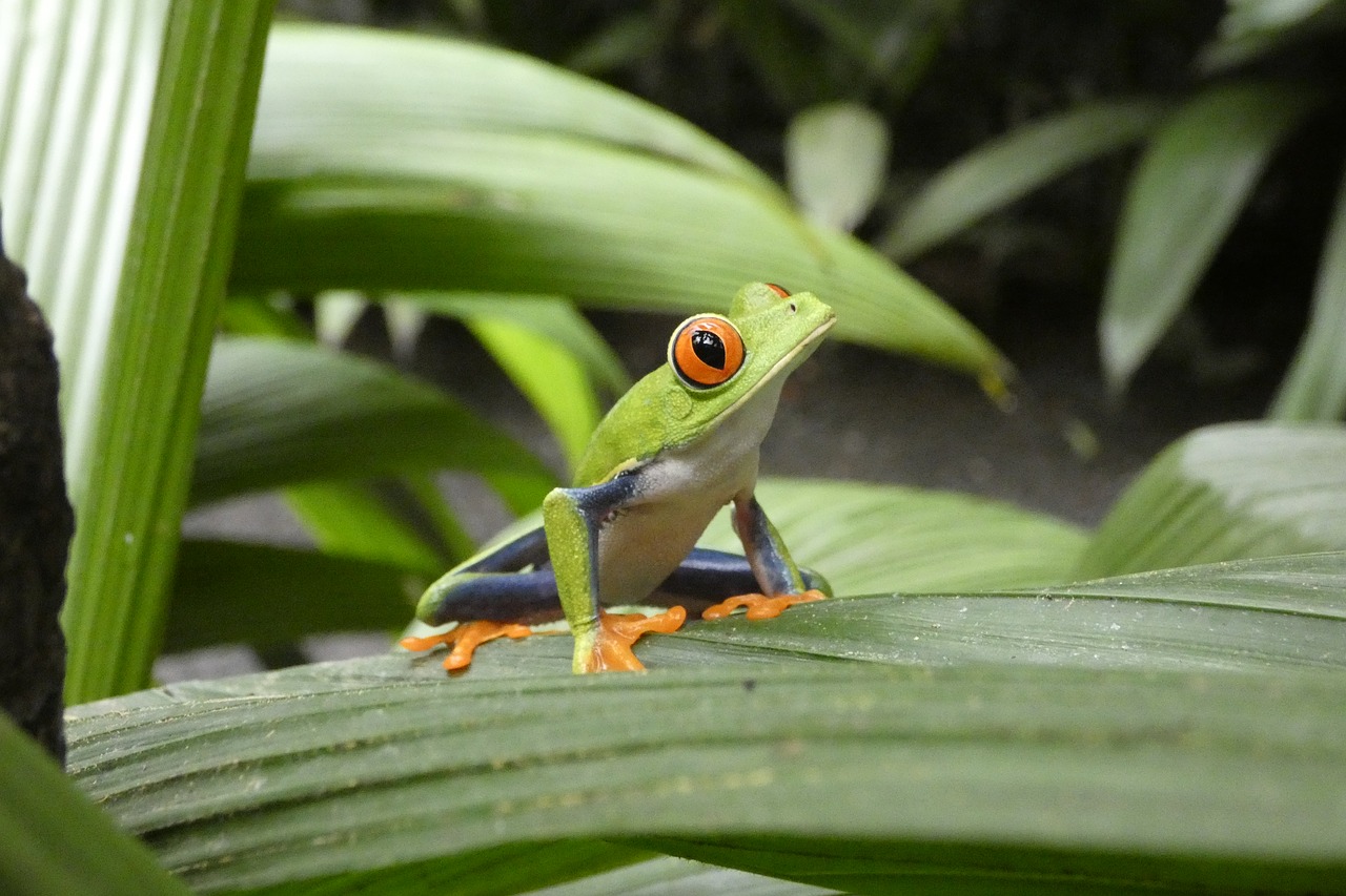 Family Trip to Costa Rica