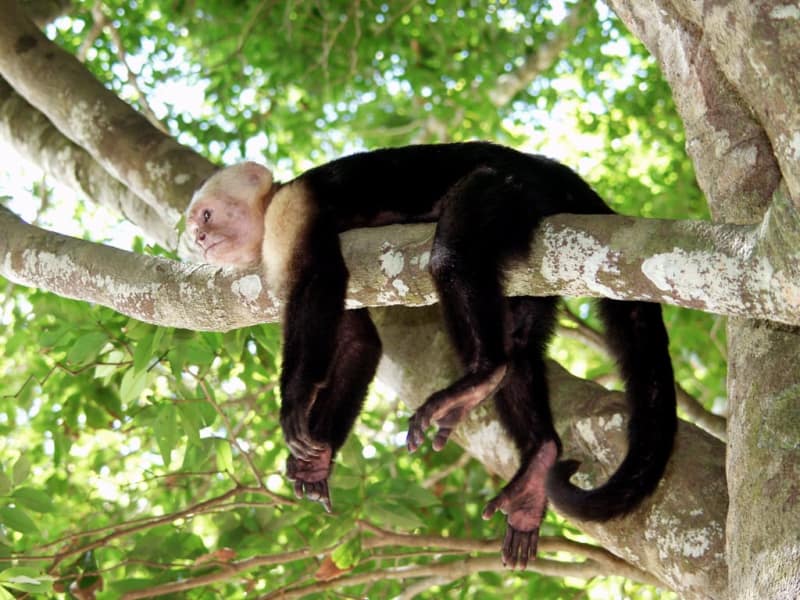 White-faced monkey