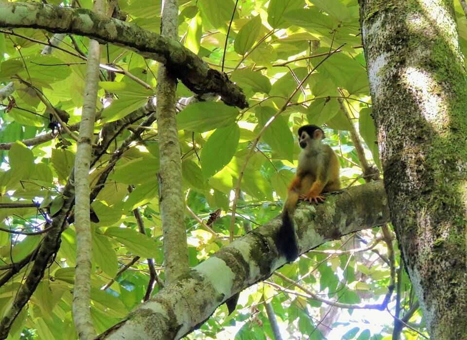 Whited-faced monkey