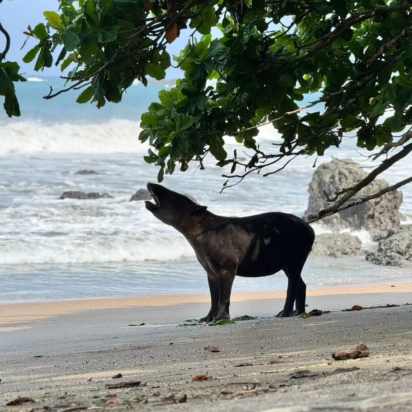 Bairds Tapir in Corcovado National Park Costa Rica