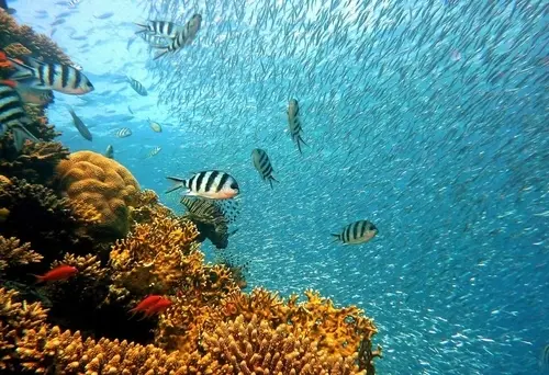 Underwater view of vibrant coral reef and tropical fish at Caño Island Biological Reserve, Corcovado, Costa Rica – Crystal clear water snorkeling experience