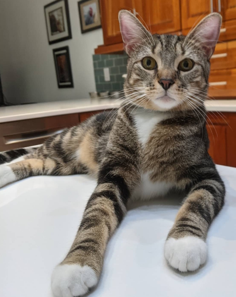 www.zenbycat.org