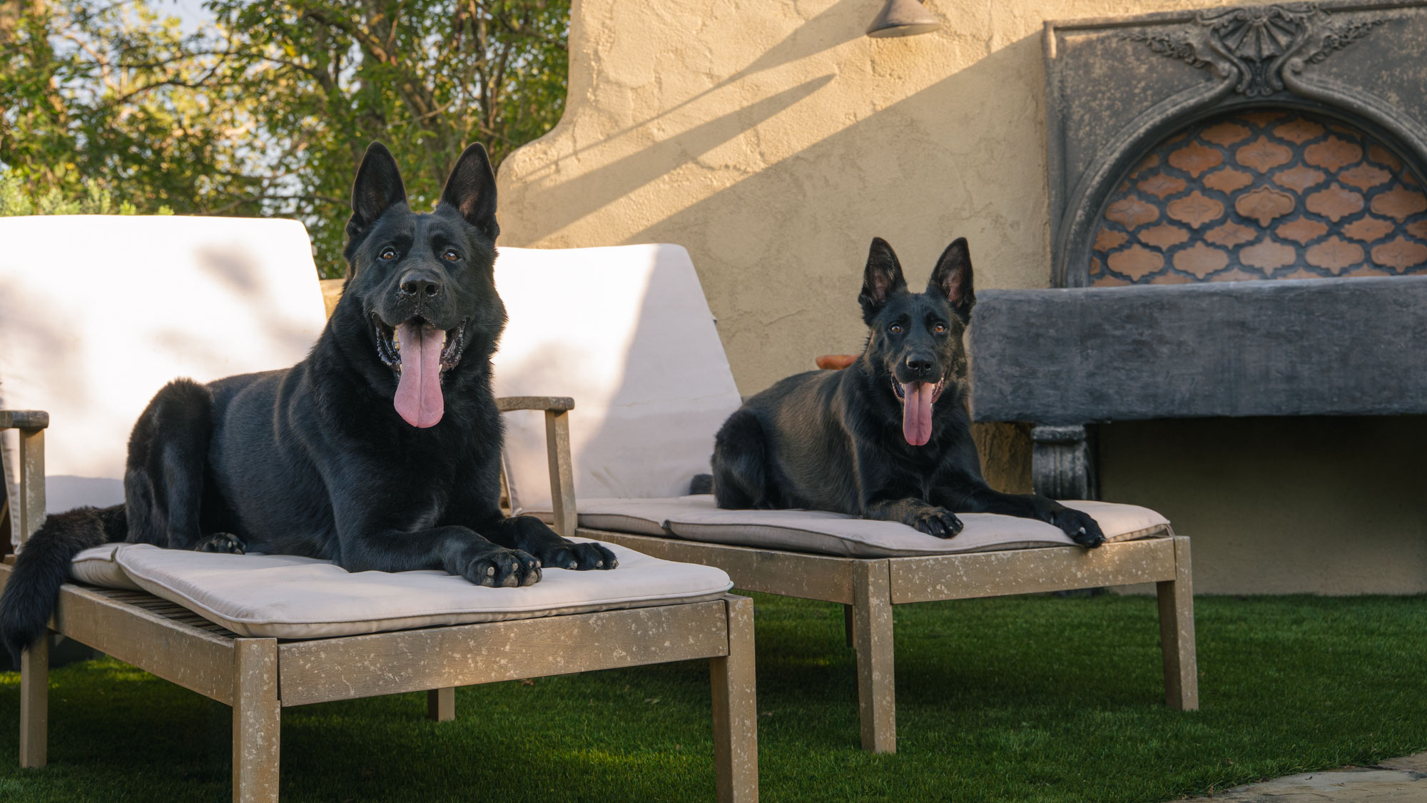 Dogs For Family And Protection