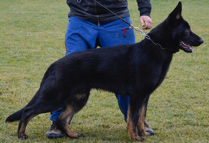 Jopo, CPI protection dog gallery image 1
