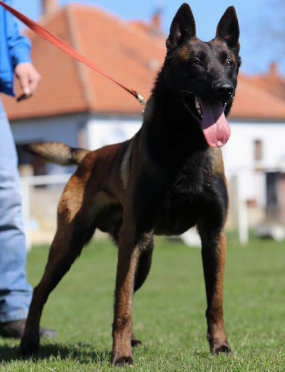 Bendix, CPI protection dog gallery image 1