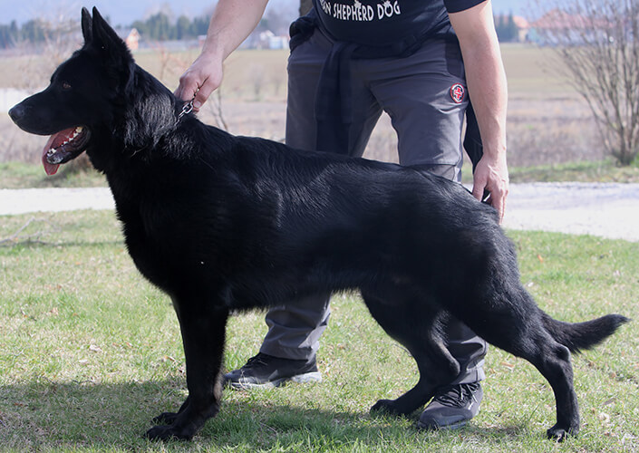Aron - German Shepherd, CPI protection dog gallery image 1