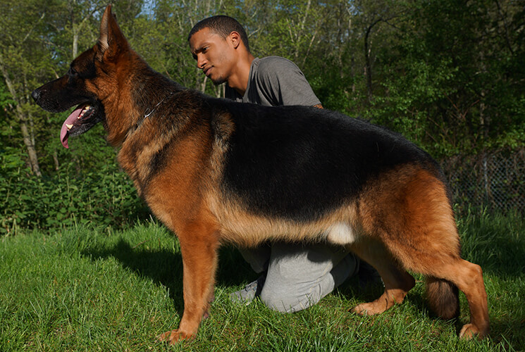 Vandi, CPI protection dog gallery image 1
