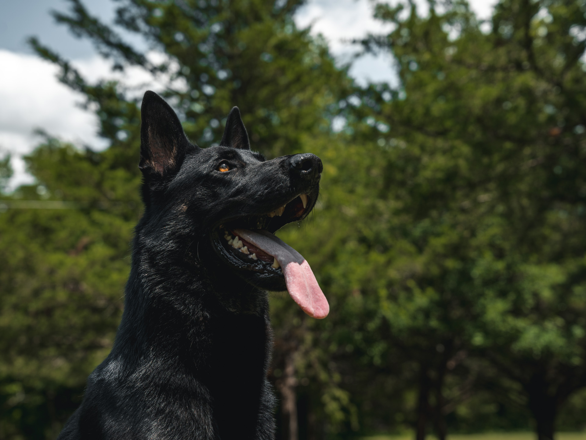 CPI Protection Dog Cash