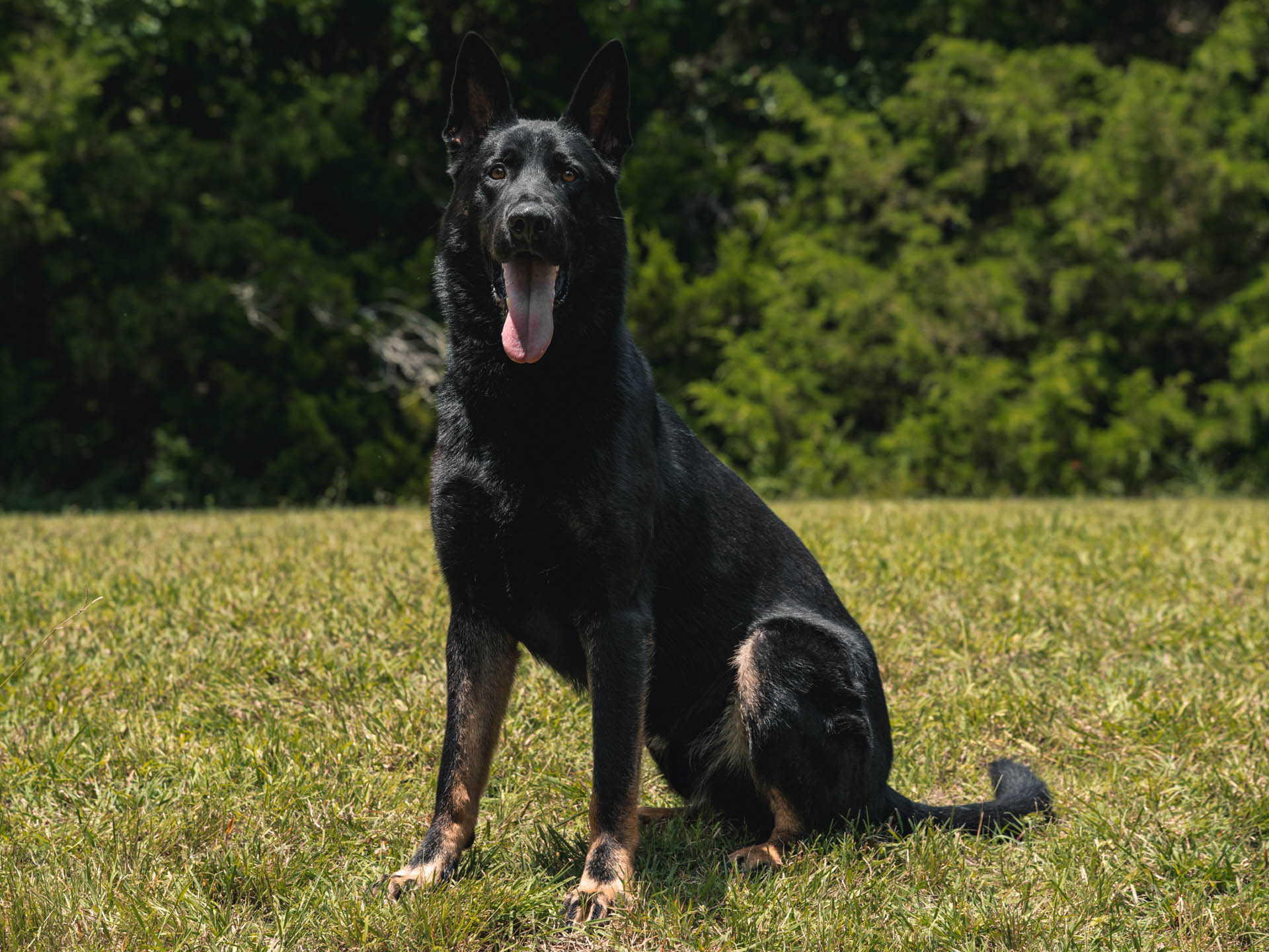 CPI Protection Dog Cash
