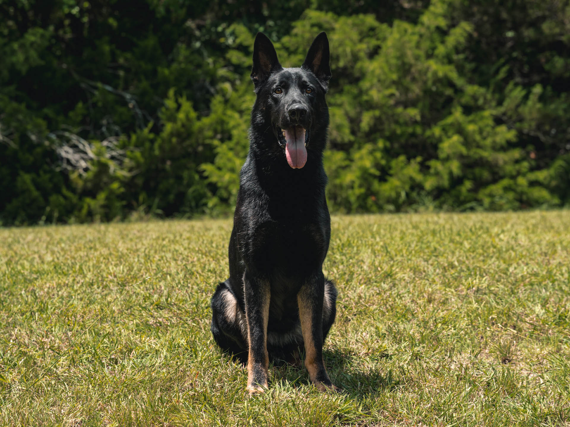 CPI Protection Dog Cash