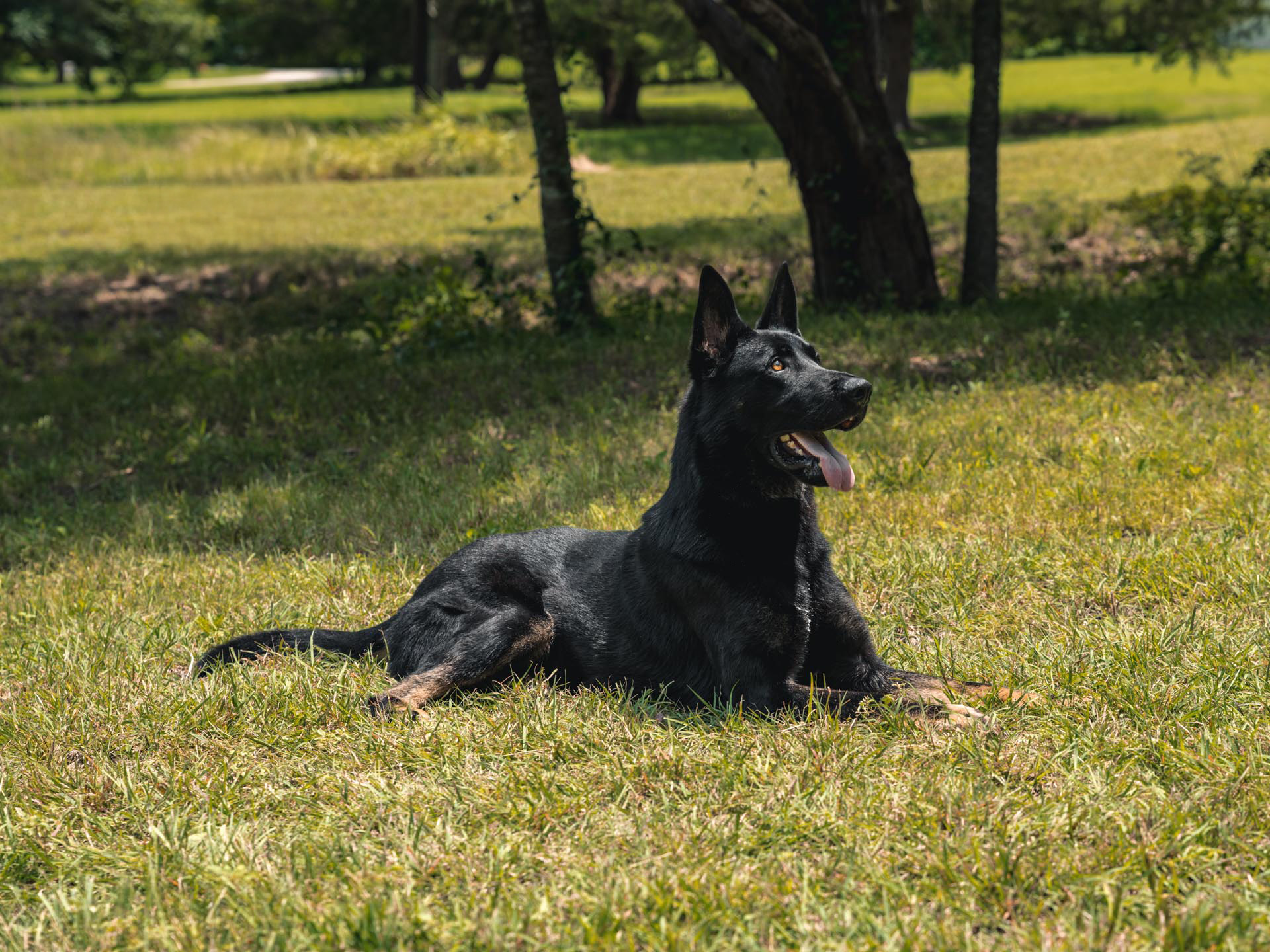 CPI Protection Dog Cash