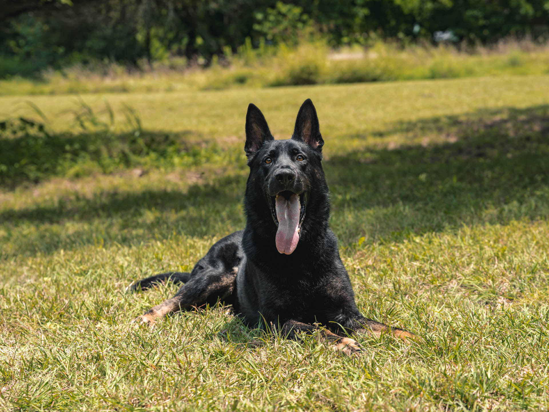 CPI Protection Dog Cash