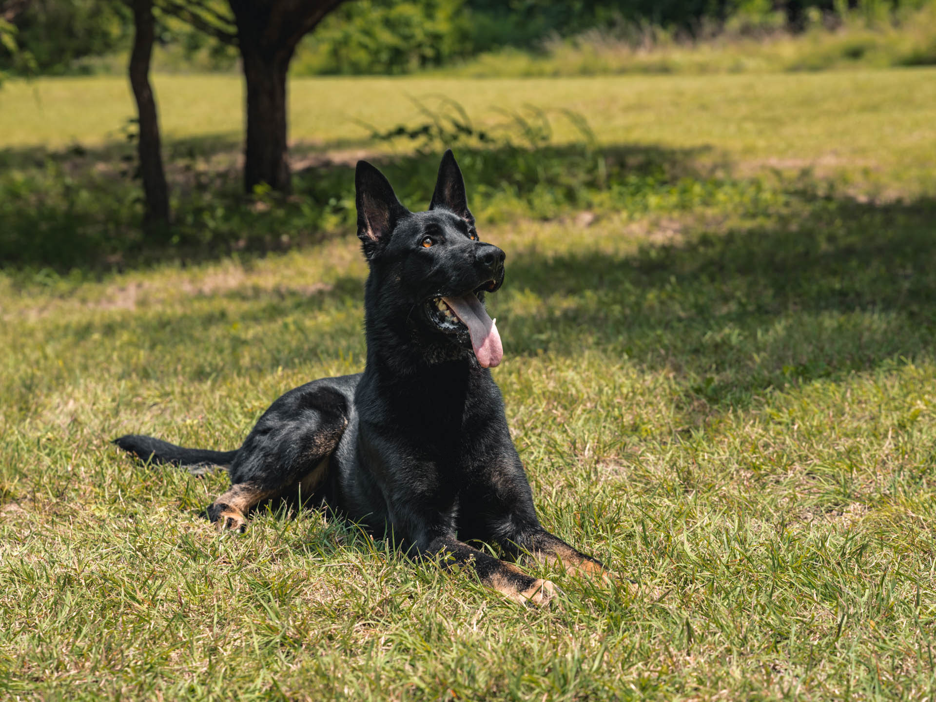 CPI Protection Dog Cash