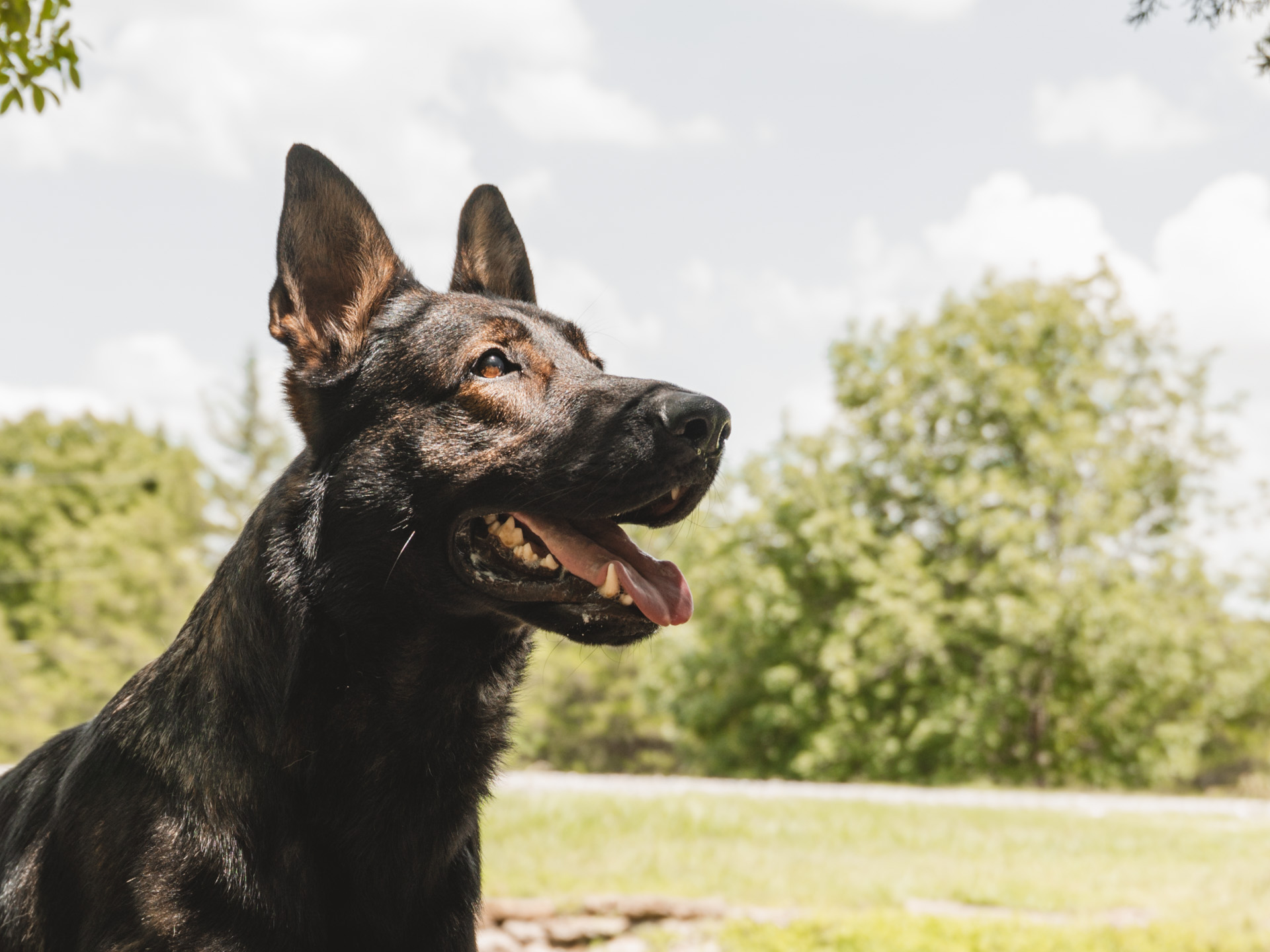 CPI Protection Dog Katir