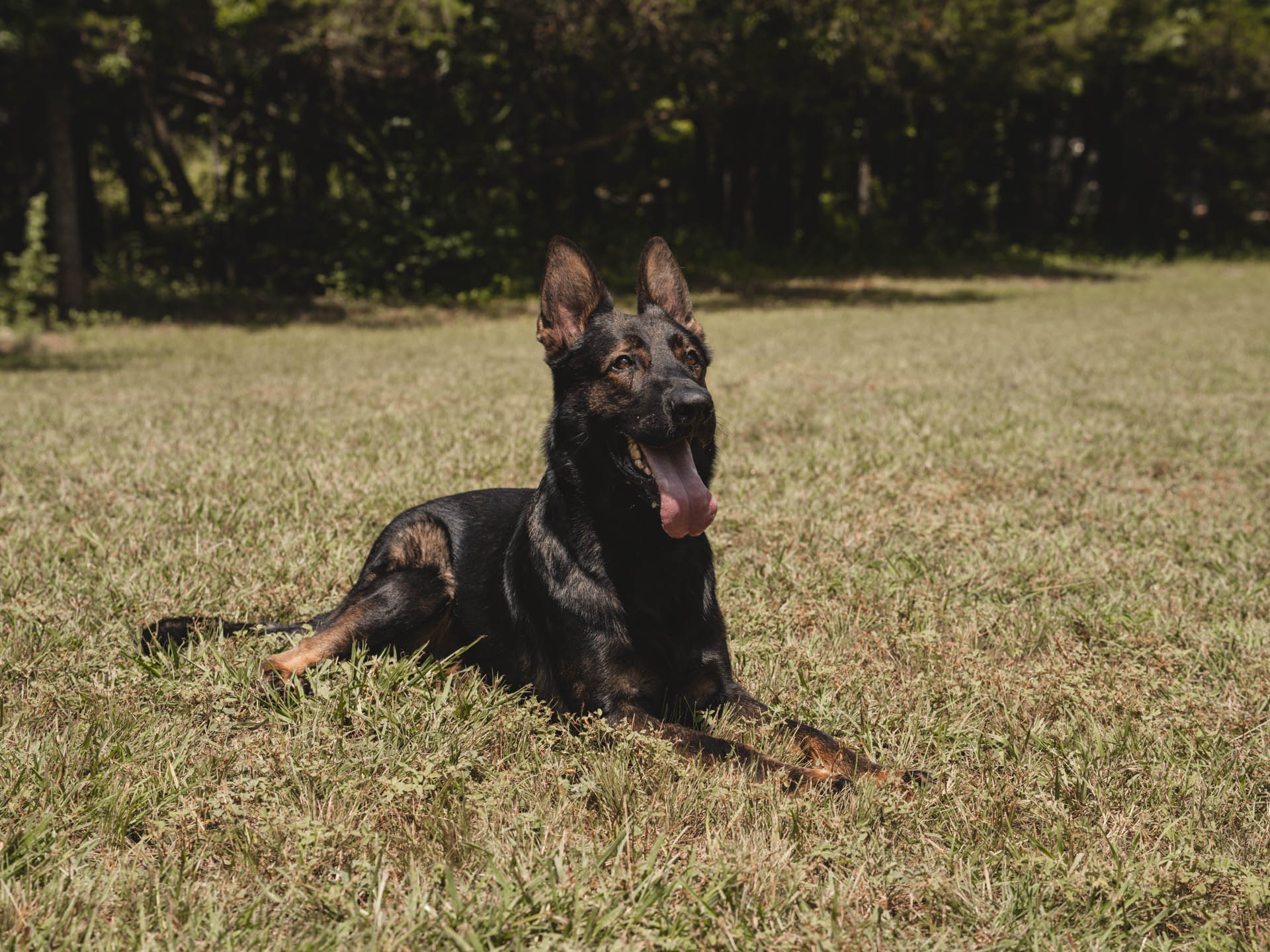 CPI Protection Dog Katir