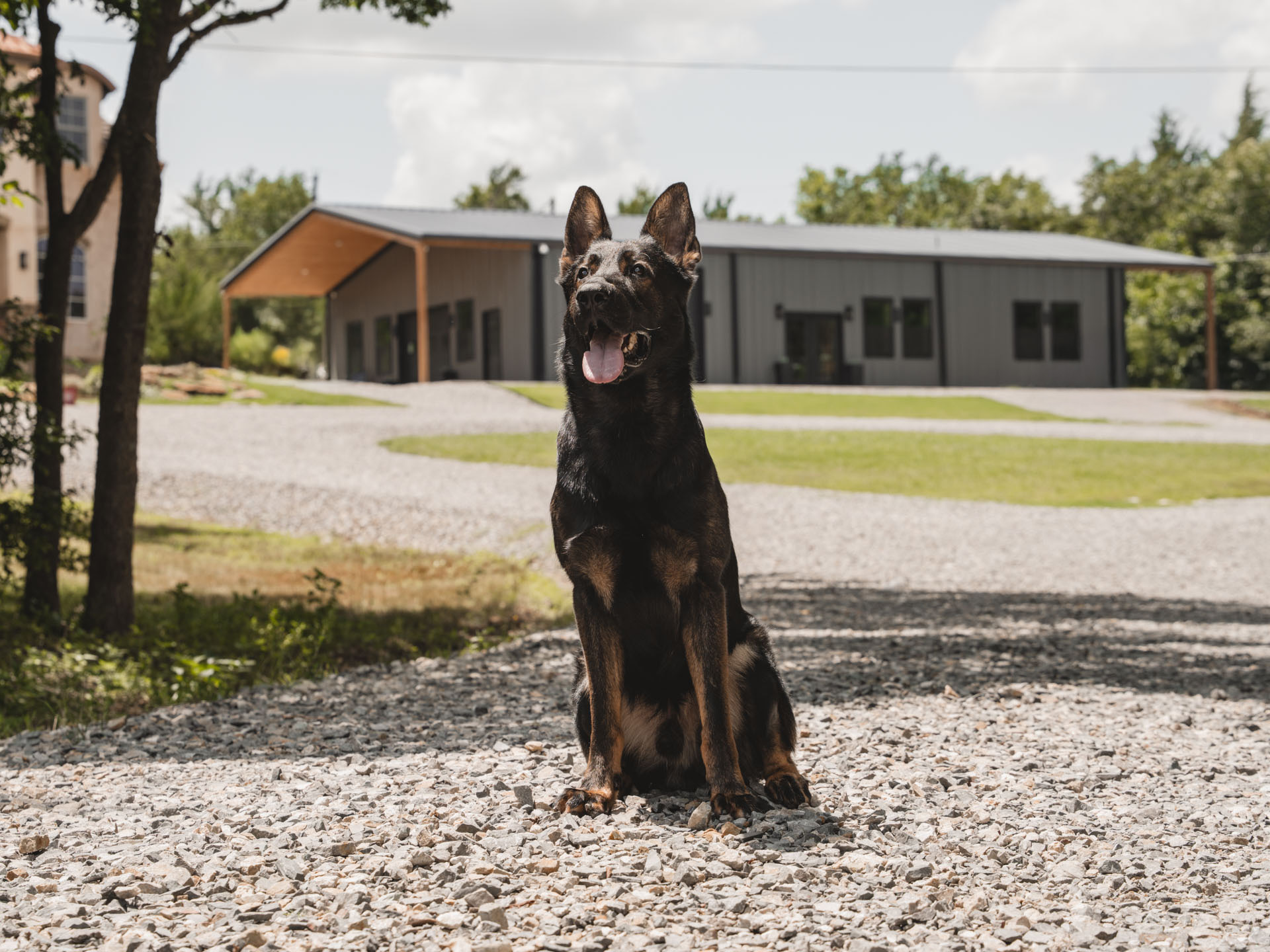 CPI Protection Dog Katir