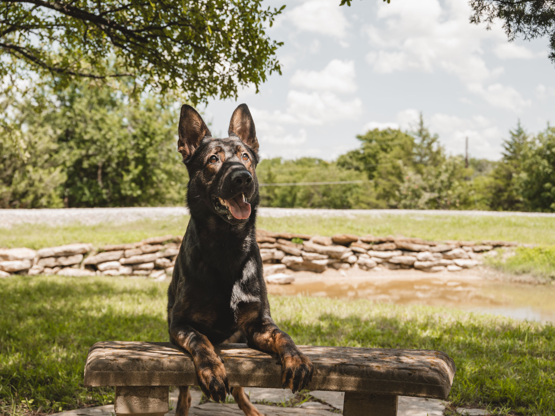 CPI Protection Dog Katir