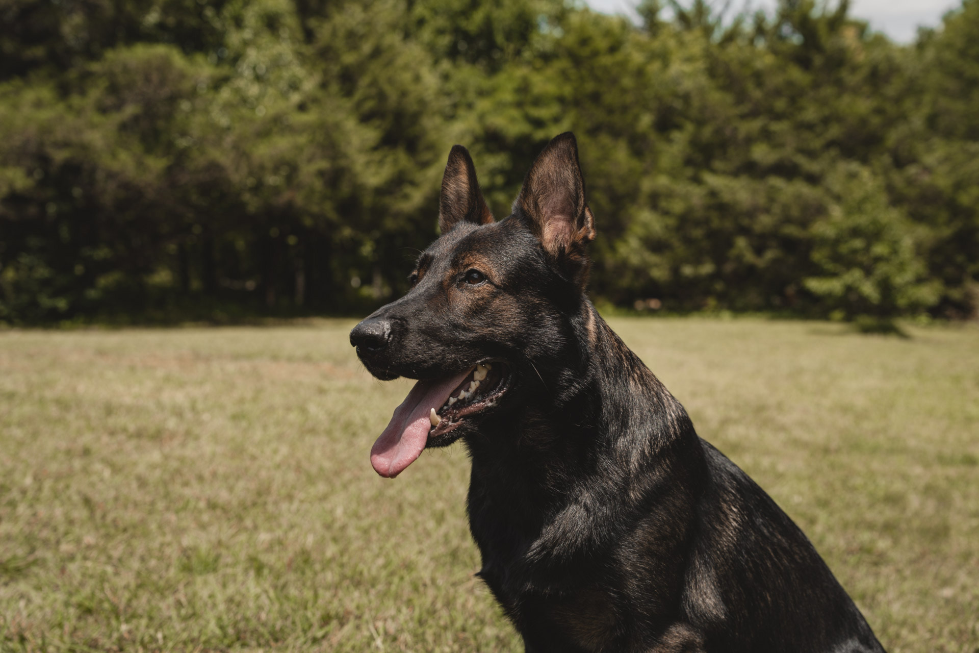 CPI Protection Dog Katir