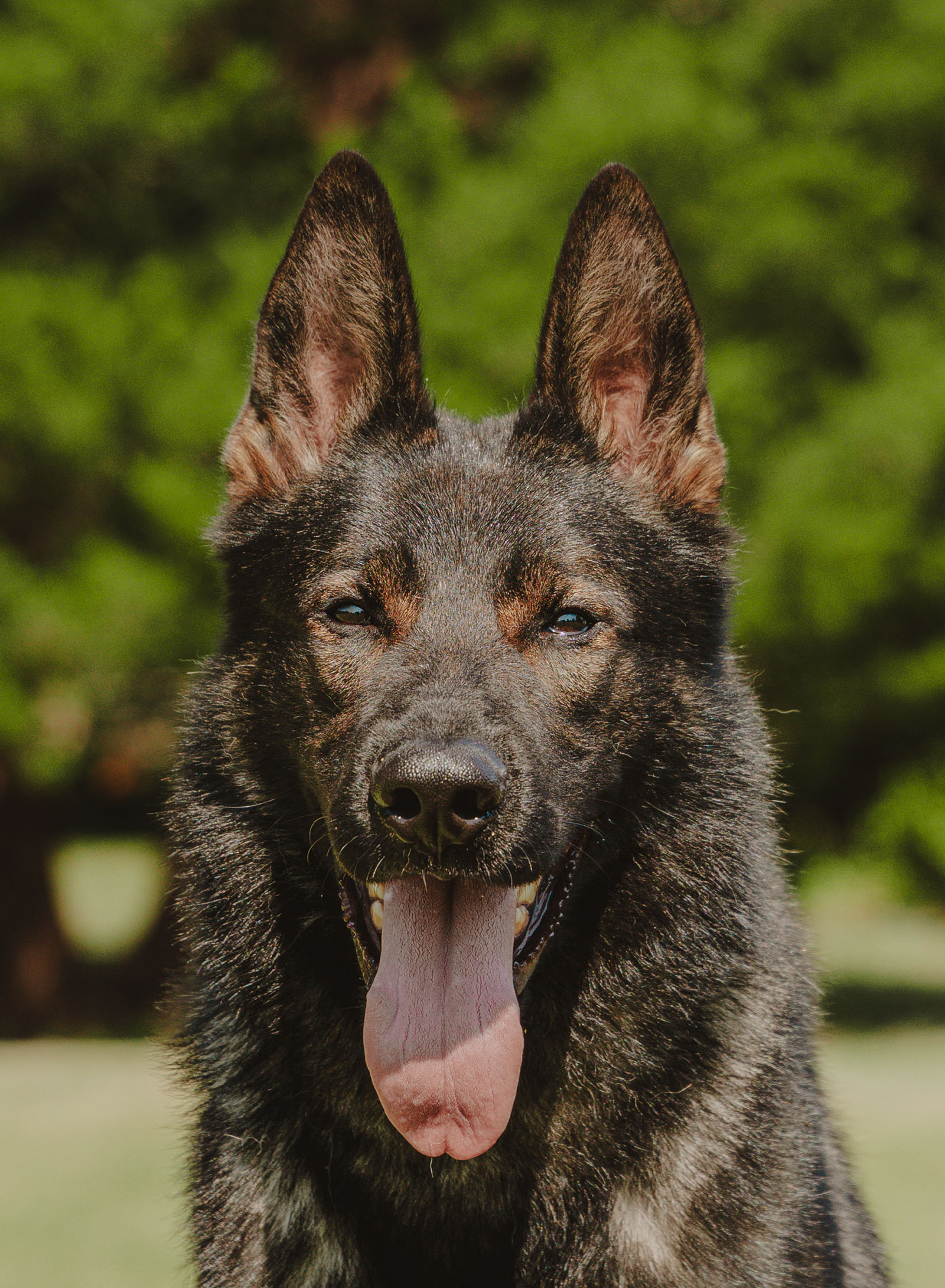 CPI Protection Dog Jack