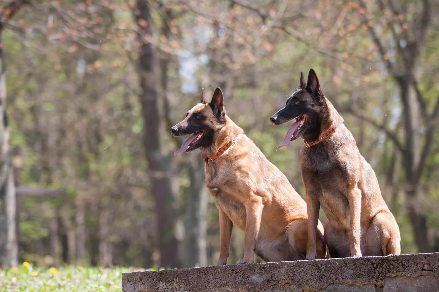Two Belgian Mallinois protection dogs sit next to each other keeping an eye out for threats