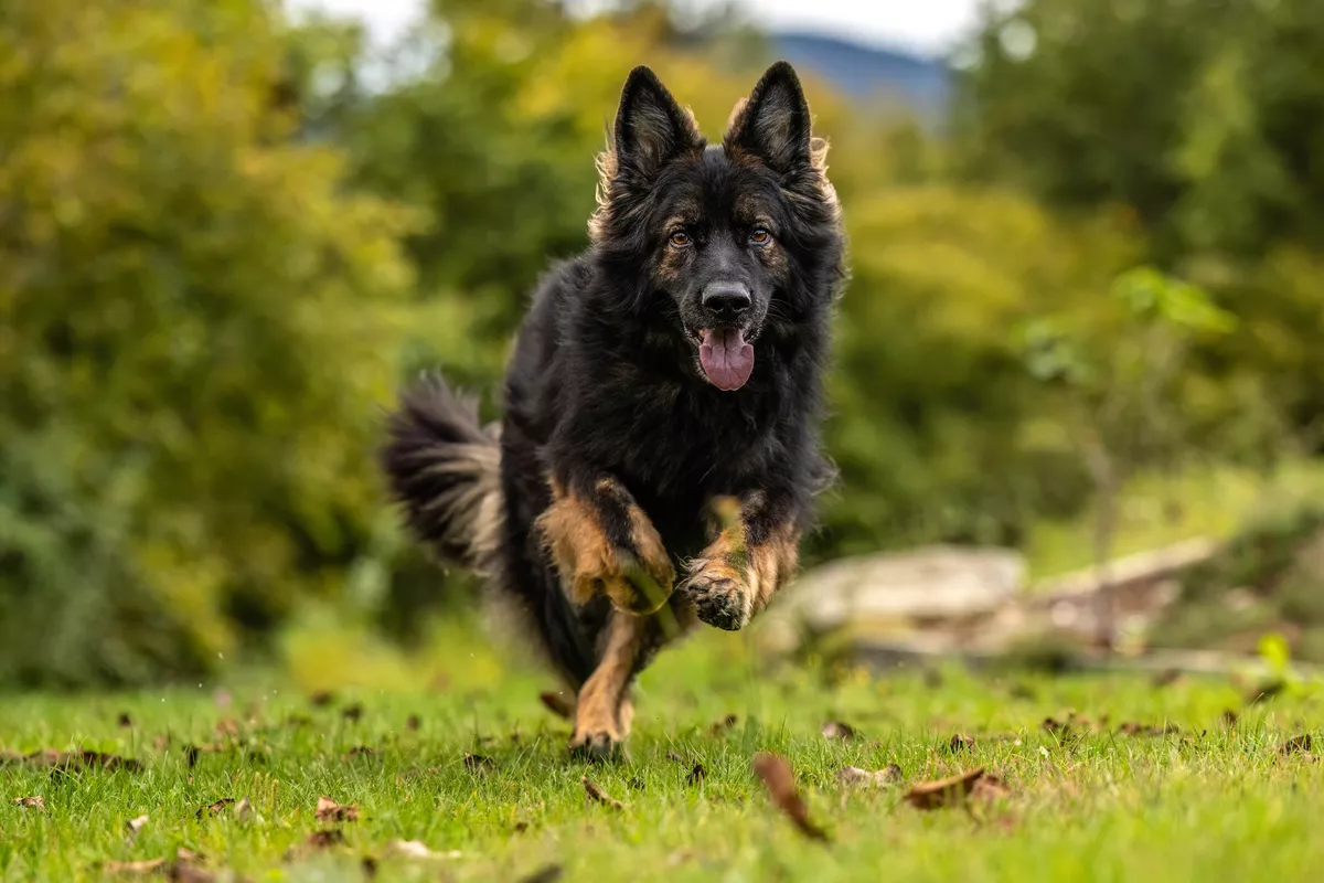 Long haired GSD protection dog runs towards owner