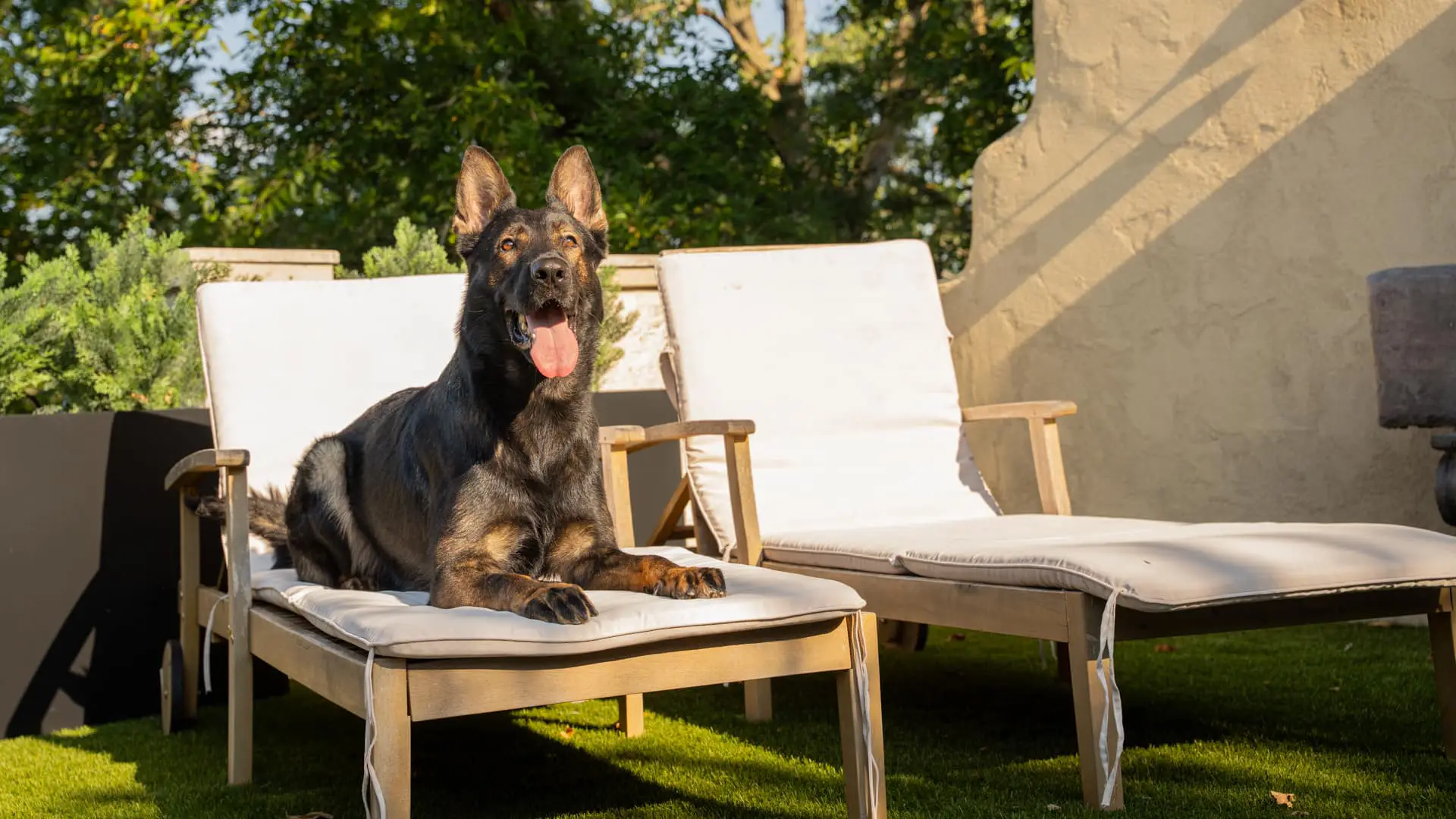 Two Belgian Mallinois protection dogs sit next to each other keeping an eye out for threats