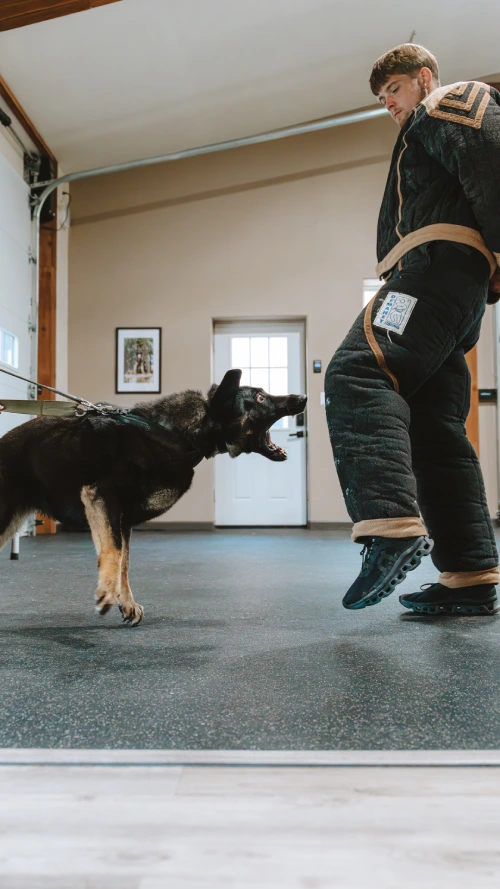German Shepherd protection dog training with a handler wearing a bite suit indoors