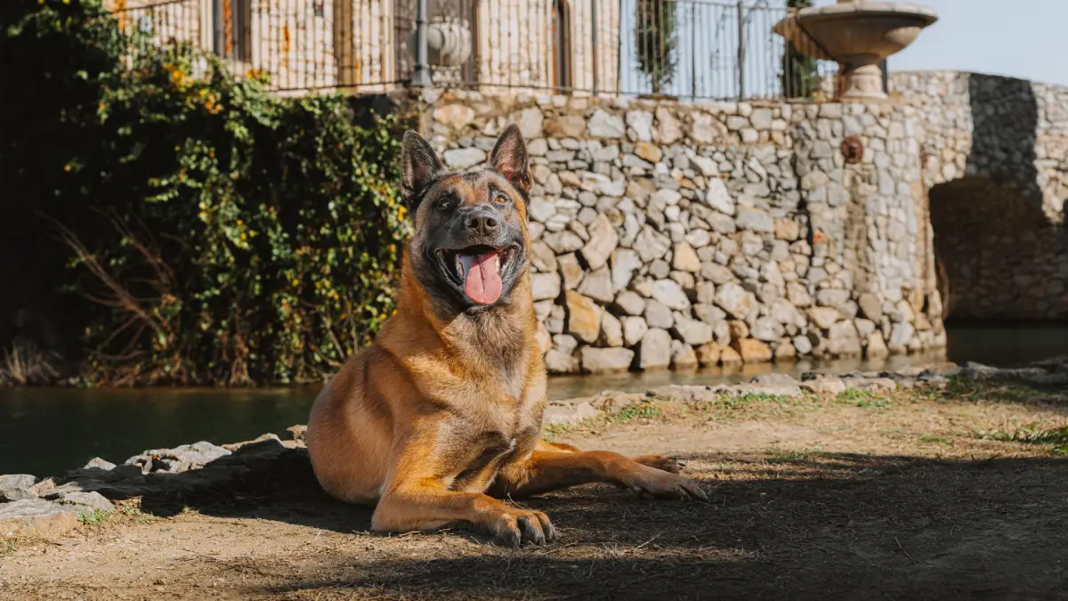 Belgian Malinois dog lying near a stone wall and water feature outdoors