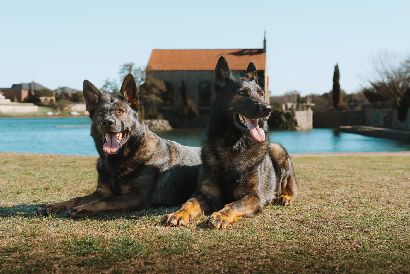 Belgian Malinois dog sitting on grass in a park