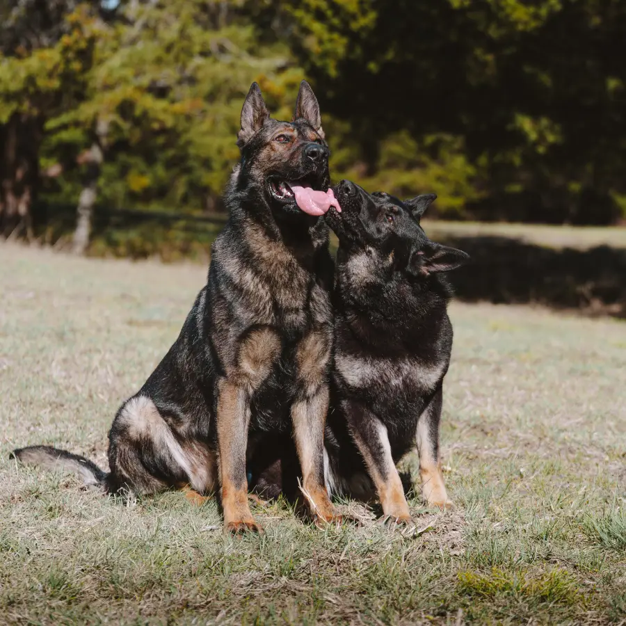 Two German Shepherd dogs sitting together outdoors in a grassy field