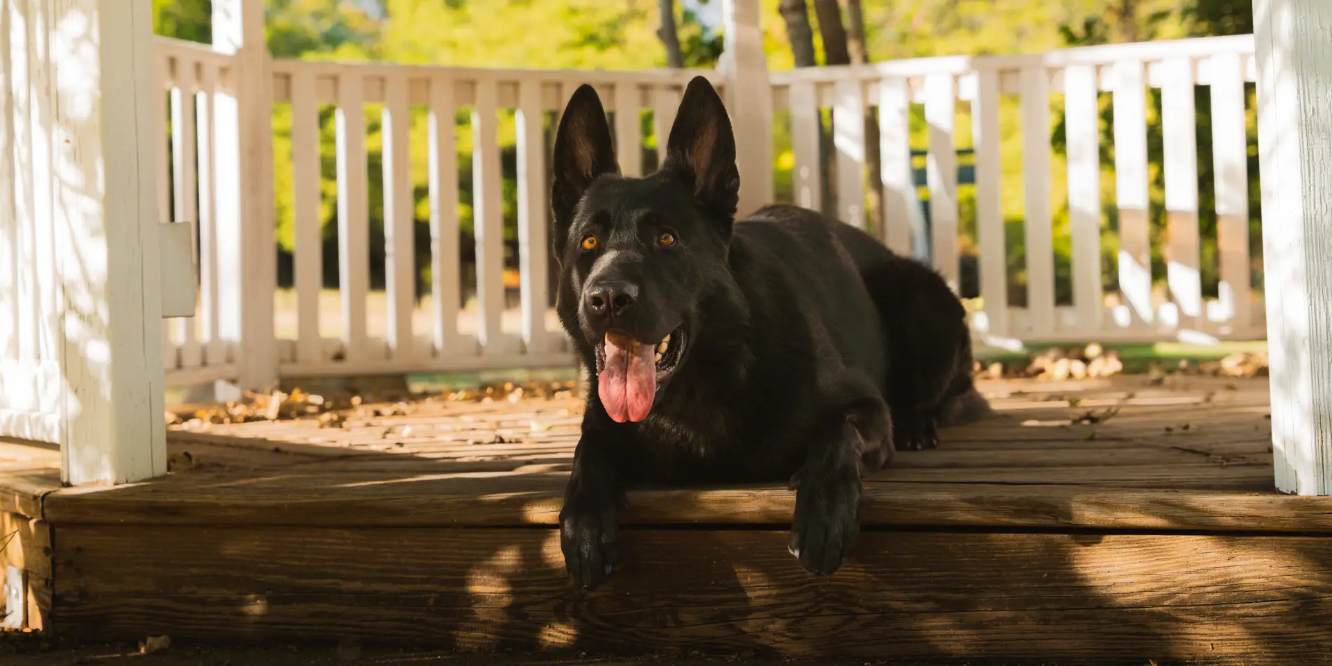 Black German Shepherd dog lying on a wooden porch outdoors