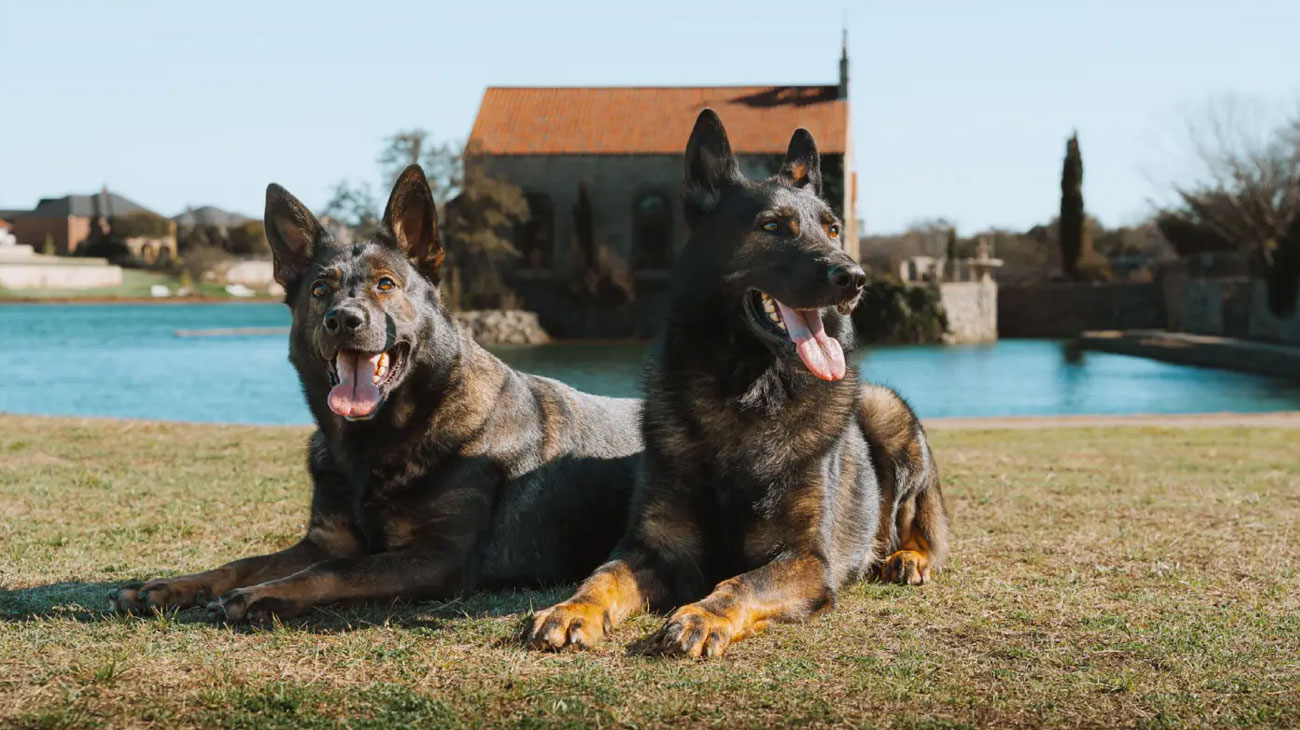 Two German Shepherd dogs lying on grass beside a lake with a house in the background