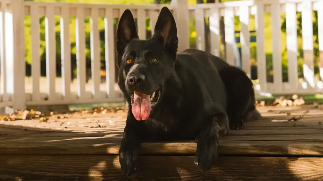 Black German Shepherd dog lying on a wooden porch outdoors