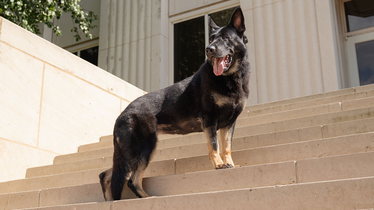Dog standing on stairs