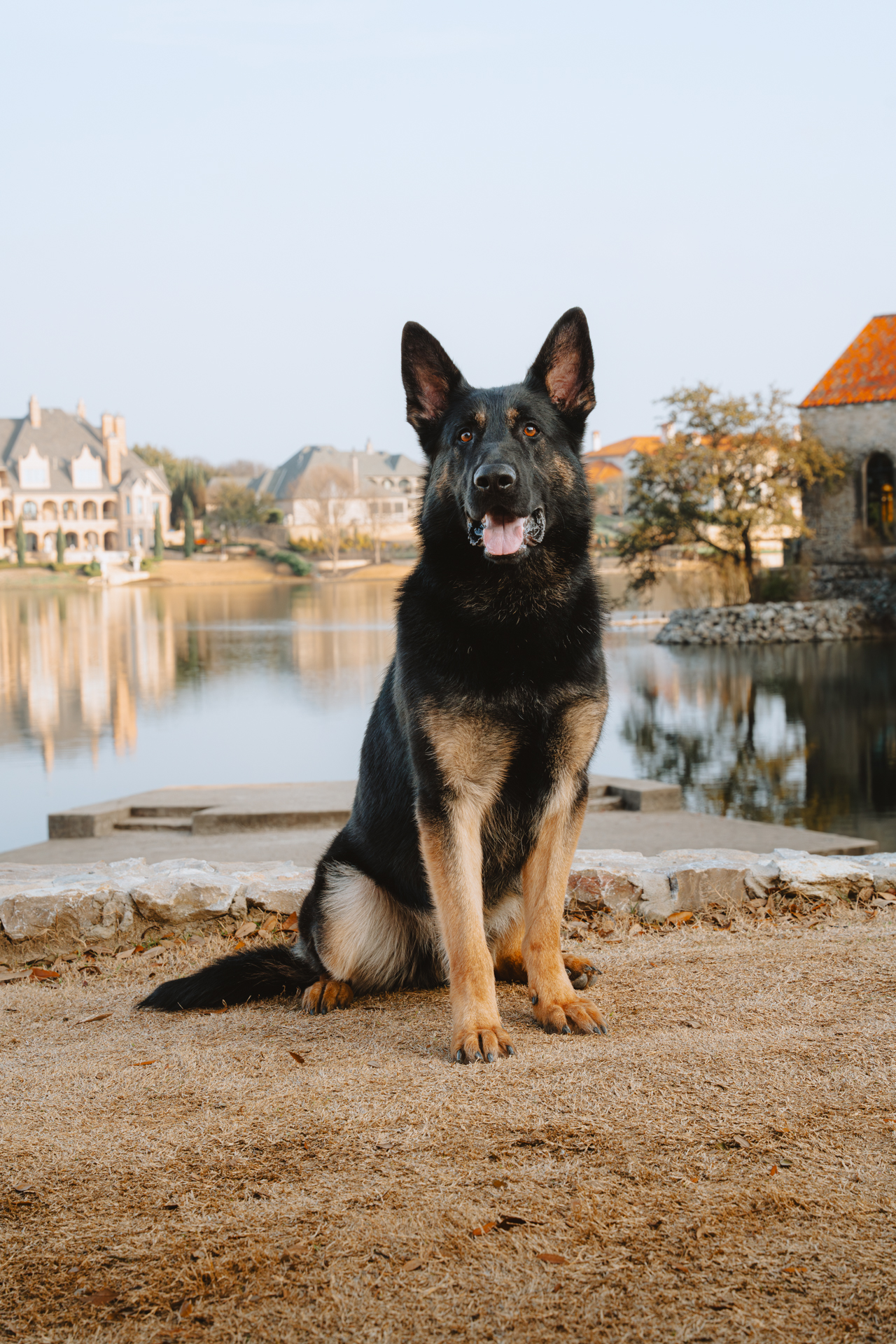 Best Dogs For Protection