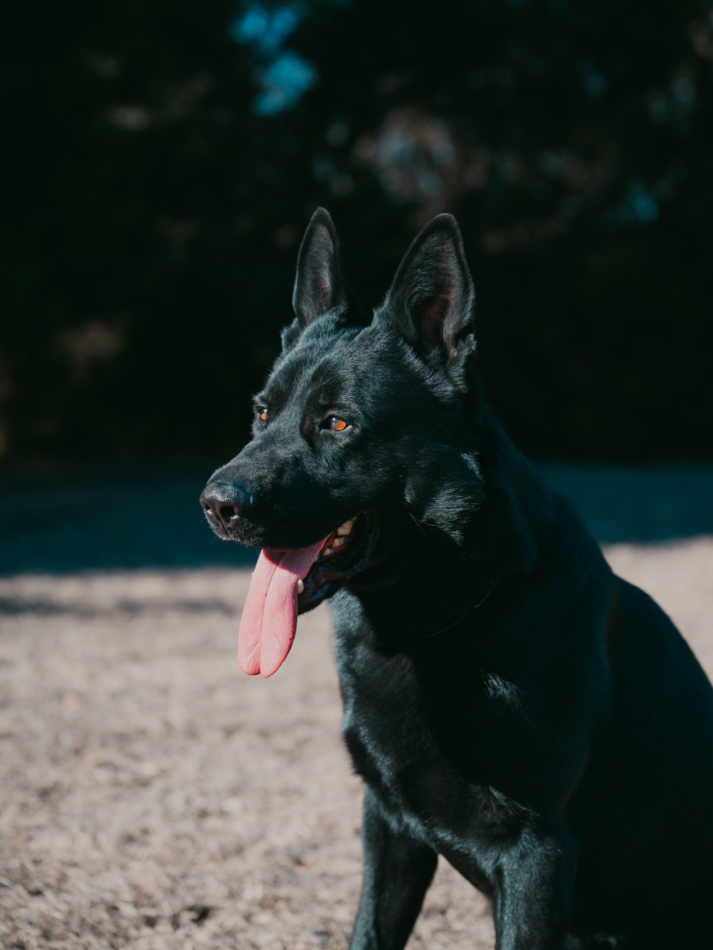 Best Dogs For Protection